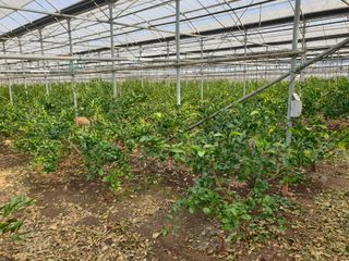 바굼지님의 기타작물 · 영농일지 작성글 사진