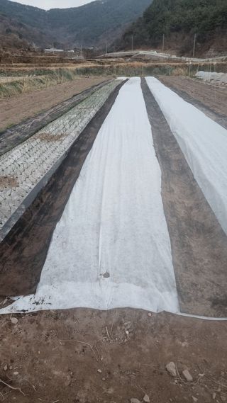 김동명님의 마늘 · 영농일지 작성글 사진