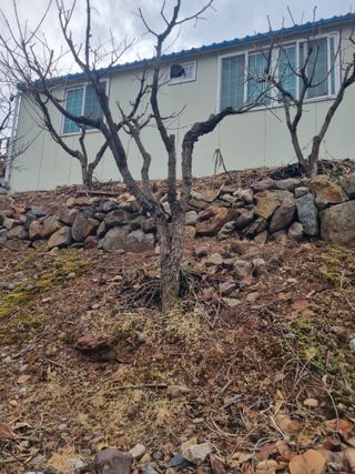 김용대님의 감 · 영농일지 작성글 사진