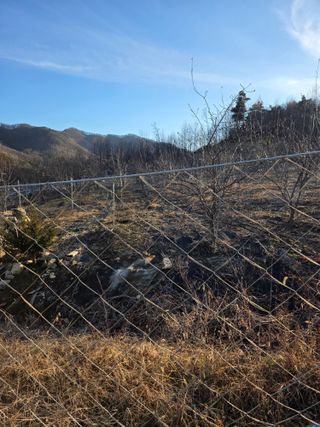 행운아님의 고추 · 영농일지 작성글 사진