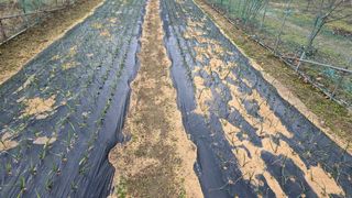 가야산아래촌농님의 기타작물 · 영농일지 작성글 사진