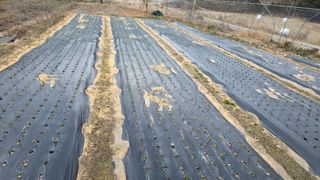 가야산아래촌농님의 작성글 사진