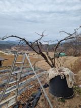 팜모닝 기타작물·영농일지 게시글 이미지