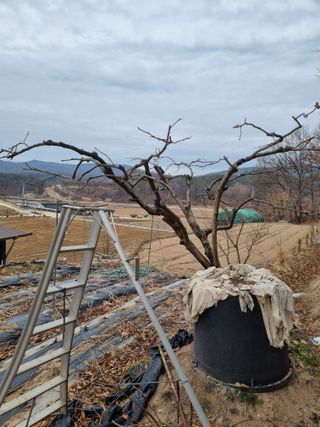 자두7424님의 기타작물 · 영농일지 작성글 사진