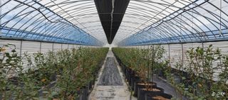 류근택님의 블루베리 · 영농일지 작성글 사진