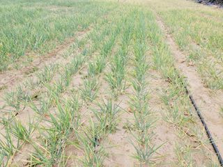 한경훈님의 파 · 영농일지 작성글 사진