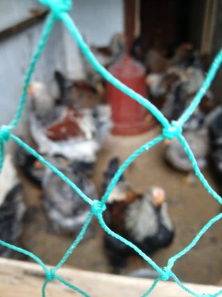 은행5k35000원님의 기타작물 · 영농일지 작성글 사진