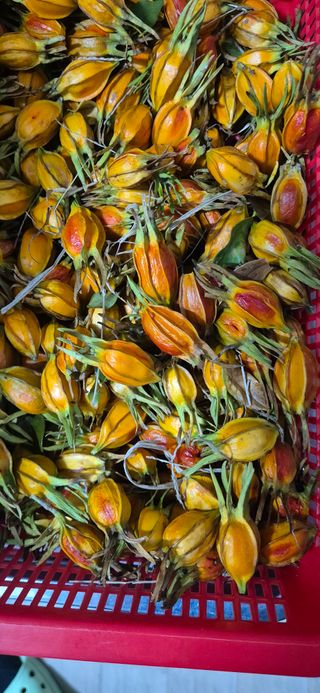 봉림동 태진농장님의 기타작물 · 영농일지 작성글 사진