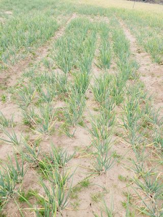 한경훈님의 파 · 영농일지 작성글 사진