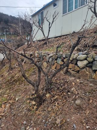 김용대님의 감 · 영농일지 작성글 사진