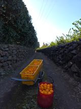 산방자연농원님의 작성글 사진