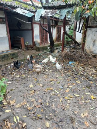 은행5k35000원님의 기타작물 · 영농일지 작성글 사진