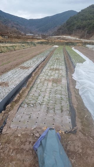 김동명님의 마늘 · 영농일지 작성글 사진