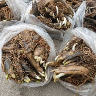 가로수님의 기타작물 · 영농일지 작성글 사진