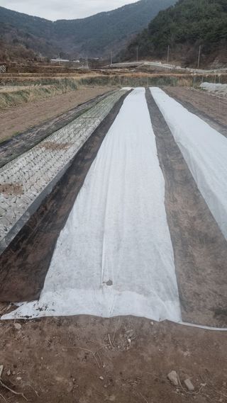 김동명님의 마늘 · 영농일지 작성글 사진