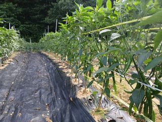 고추18292님의 고구마 · 영농일지 작성글 사진