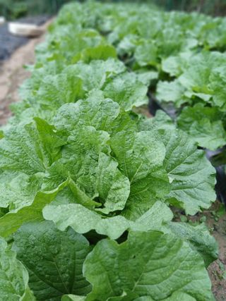 고추18292님의 기타작물 · 영농일지 작성글 사진