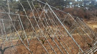 김준한님의 기타작물 · 영농일지 작성글 사진