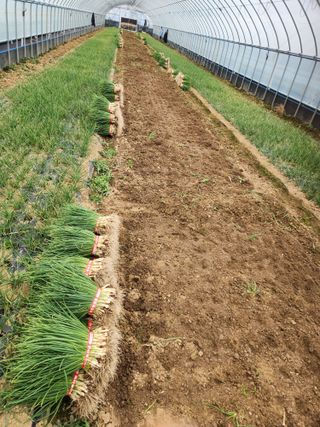 김저팔계님의 파 · 영농일지 작성글 사진