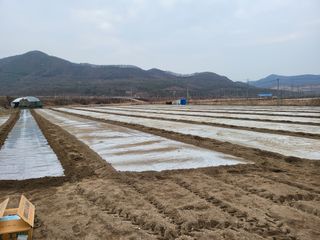 의성마늘(한지형)님의 마늘 · 영농일지 작성글 사진