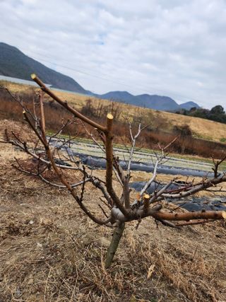 김영숙님의 복숭아 · 영농일지 작성글 사진