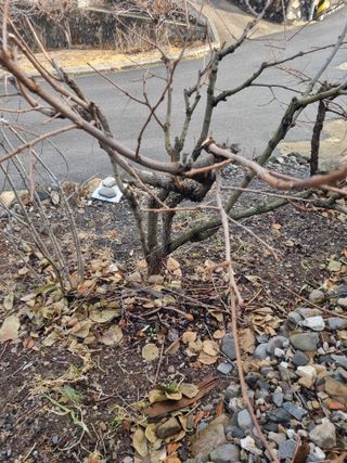 김용대님의 감 · 영농일지 작성글 사진