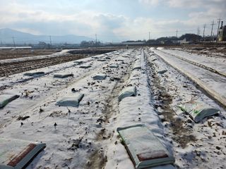 농부(홍)님의 고추 · 영농일지 작성글 사진