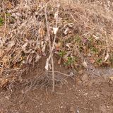 팜모닝 복숭아·영농일지 게시글 이미지