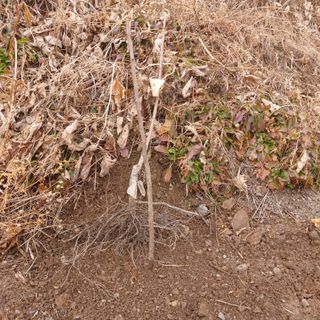 가로수님의 복숭아 · 영농일지 작성글 사진