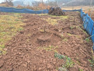 최진일님의 감 · 영농일지 작성글 사진