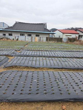 백현호님의 기타작물 · 영농일지 작성글 사진