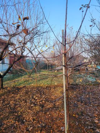 벙개도리님의 기타작물 · 영농일지 작성글 사진