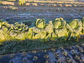 김제일주농장님의 배추 · 영농일지 작성글 사진