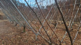 김준한님의 기타작물 · 영농일지 작성글 사진