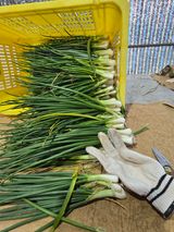 팜모닝 파·영농일지 게시글 이미지