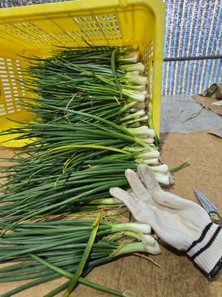 낙엽교목류22209님의 파 · 영농일지 작성글 사진
