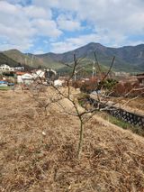 팜모닝 복숭아·영농일지 게시글 이미지