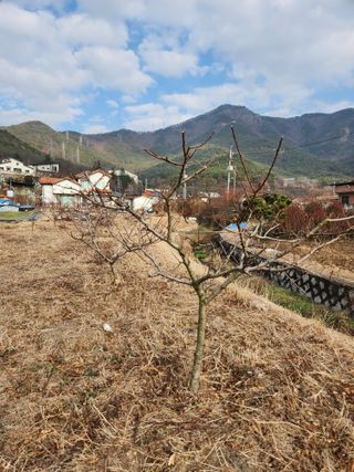 김영숙님의 복숭아 · 영농일지 작성글 사진
