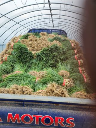 김저팔계님의 파 · 영농일지 작성글 사진