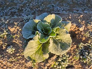 김제일주농장님의 배추 · 영농일지 작성글 사진