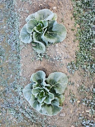 김제일주농장님의 배추 · 영농일지 작성글 사진