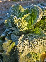 팜모닝 배추·영농일지 게시글 이미지