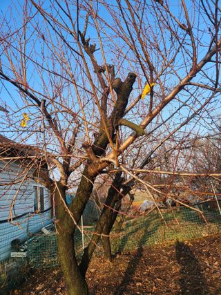 벙개도리님의 기타작물 · 영농일지 작성글 사진