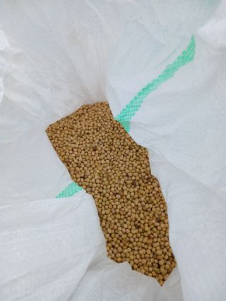 자기왕사랑해님의 콩 · 영농일지 작성글 사진