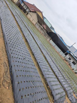 백현호님의 기타작물 · 영농일지 작성글 사진