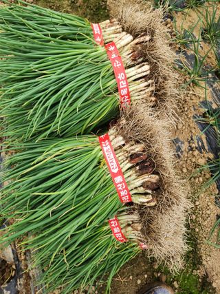 김저팔계님의 파 · 영농일지 작성글 사진