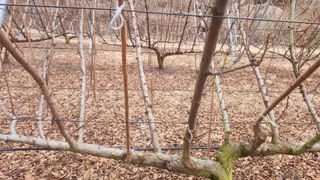 김준한님의 기타작물 · 영농일지 작성글 사진