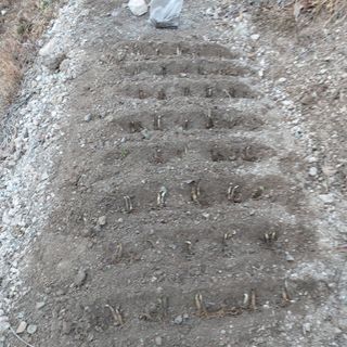 가로수님의 기타작물 · 영농일지 작성글 사진