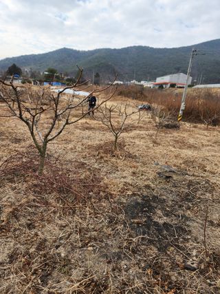 김영숙님의 복숭아 · 영농일지 작성글 사진
