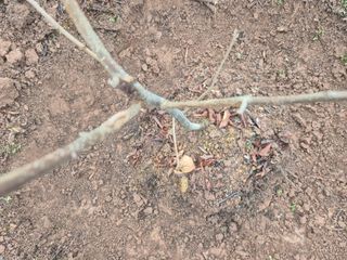 최진일님의 감 · 영농일지 작성글 사진